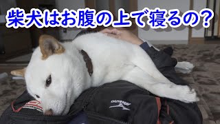 柴犬をお腹に乗せてナデナデしてたら寝るのか試してみたら…こうなります！