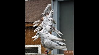 Iranian High flying Pigeons, Kabootar.