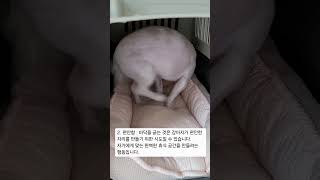 강아지가 바닥을 벅벅 마구마구 긁을때 있잖아요? 왜그런 행동을 하는걸까요? #강아지가바닥을긁는이유 #강아지행동 #강아지행동이유