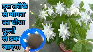 केवल इस तरीके से मोगरा का पौधा/एक बार में फूलों से ढक जाएगा/Top secret way to get flowers on Mogra