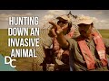 The Rangers Race To Stop An Invasive Animal | Outback Rangers | Ep 8 | Documentary Central