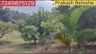 Developed plot for sale at Karjat 30 Guntha Mango, Papaya,  2.50lacs per Guntha Negotiable Kothimbe