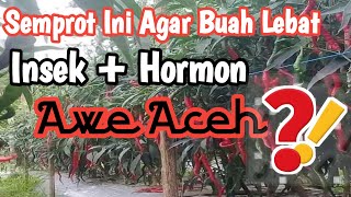 PART 29 SEMPROT HORMON DAN HAMA, CMK AWE ACEH