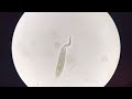 dileptus under microscope