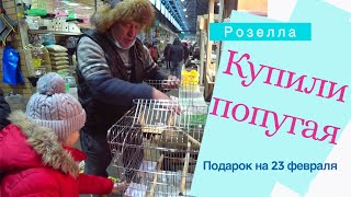 VLOG ❤ Купили попугая. Подарок на 23 февраля. Розелла пенантовая