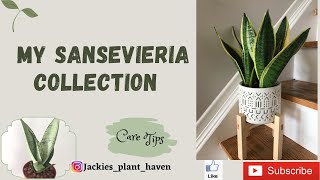 My Sansevieria Collection