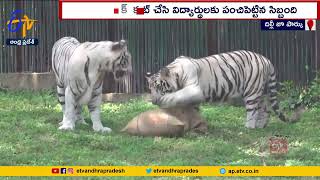 తెల్ల పులి కూనల పుట్టినరోజు వేడుకలు | Delhi zoo Celebrates First Birthday of White Tiger Cubs