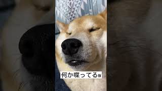 【寝ながら何か喋ってる犬】※音量注意　寝方といびきがすごい柴犬。Part2