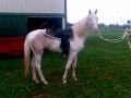 cremello palomino stud colt. video 2