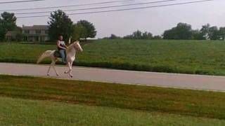 Cremello/Palomino Stud colt. Video #2