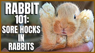 Rabbit 101: Sore Hocks in Rabbits