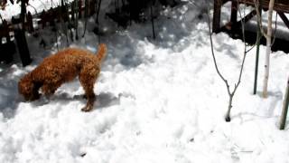 季節外れの大雪（2010年4月17日）