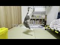 【ゲッダン】猫が踊っていた❗️ cat is dancing 【get down】❗️