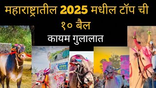 कायम गुलालात असणारे टॉप ची 10 बैल | महाराष्ट्रातील टॉप ची दहा बैल कोणते!#बकासुर #mathur1001 #बैलगाडा