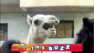 Tickling the Camel