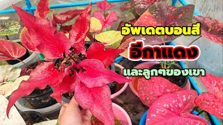 มาอัพเดตบอนสีอีกาแดงและลูกๆของเขาว่าจะโตแค่ไหนแล้ว|เบิดชัย บอนสี