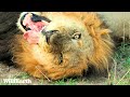 Leopards & Lions on a Fun Feline Friday  - SafariLIVE Sunset - 01 November 2024