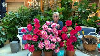 Barbara King 3-Piece Pretty in Pink Peony Live Plants on QVC