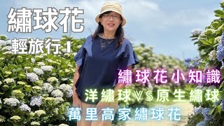 繡球花輕旅行 1【萬里高家繡球花田】【繡球花小知識】【洋繡球vs原生種繡球品種】【繡球花之旅新選擇】