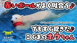 【天王寺動物園】赤いボールがよく似合う🔴🐻‍❄️✨でもすぐ飽きた♪こぐまのホウちゃん[TennnojiZoo] Polar bear, Icchan and Houchan.