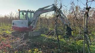 Fruitbomen rooien in boomgaard