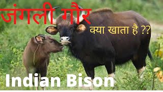 भारतीय गौर जंगल में चराई करते हुए🔥🔥| Indian Bison grazing in betla forest | बेतला का जंगली गौर 2021