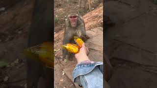 Funny monkey #96
