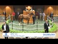 Curlin colt o/o Beholder sells for $4,000,000 at The Saratoga Sale (2023)