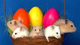 Hamsters hunt for eggs in a basket - Hamster maze race
