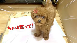 [Puppy Yelp] Never Yelped Toy poodle yelped to the owner when the owner imitated her voice