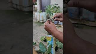 #🥑 avocado grafting