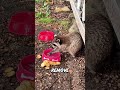 すごい！このアライグマはクッキーを食べる前に洗っています🦝💧