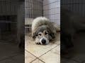 belle ベル greatpyrenees todaysrunrun グレートピレニーズ 今日のルンルン