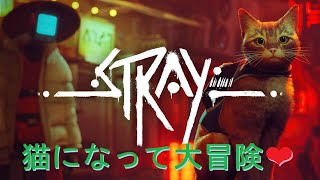 #07　キャット空中三回転　「STRAY」