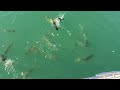 feeding yellow fish at sterkfontein dam.