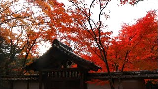 【世界遺産】京都 西芳寺(苔寺)の紅葉 | Autumn leaves in Kyoto