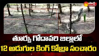 తూర్పు గోదావరి జిల్లాలో 12 అడుగుల కింగ్ కోబ్రా | 12 Feet King cobra in East Godavari | Sakshi TV