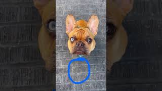 Tap to circle  #Funny #Mischief #Cute #Dog #Trending #Viral #TikTok #Shorts#Shortfeed #FeedFunny