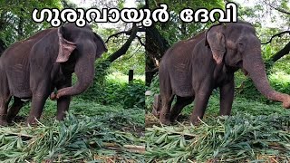 ഗുരുവായൂർ ദേവി / guruvayoor devi / guruvayoor elephants / aanakotta