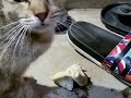 Cat eat Durian | Kucing makan Durian