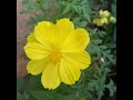 Yellow Cosmos Flowers #utube #shorts