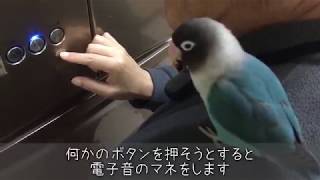 ボタンインコのボタンちゃん大好きなカレの家にお出かけ4