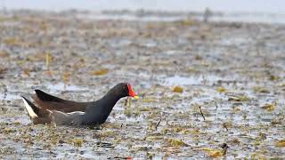 Common moorhen