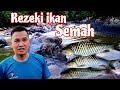 Mencari Ikan semah di hulu Sungai Belaga.