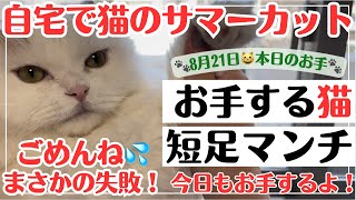 【大失敗】自宅で猫のサマーカット挑戦！まさか！！！おもちゴメンね。。。最後に短足マンチがお手します！