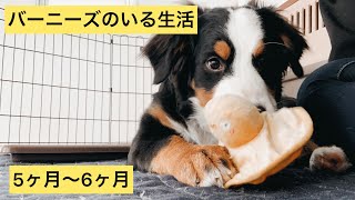 【バーニーズのいる生活】5ヶ月〜6ヶ月編