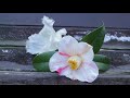 小さな窓の花ごよみ 803 一月花遊び ♪ only time ：enya ♪