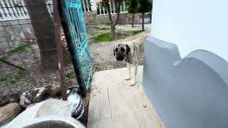 Kangal Hirtenhund, ein Jahr alt in Alanya Antalya, Türkei 8. Februar 2025 Kangal Dogs