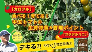 「カロフル」食べる！育てる！中玉トマトの生育特徴＆管理ポイント「ブラジルミニ」【やさいJ 自然農法の畑2023 ⑧ by 自然農法センター】