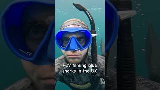 POV filming blue sharks in the UK